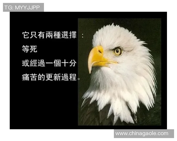 西安排球队的成长与蜕变:冠军赛背后的奋斗与荣耀故事 西安排球队的成长与蜕变:冠军赛背后的奋斗与荣耀故事